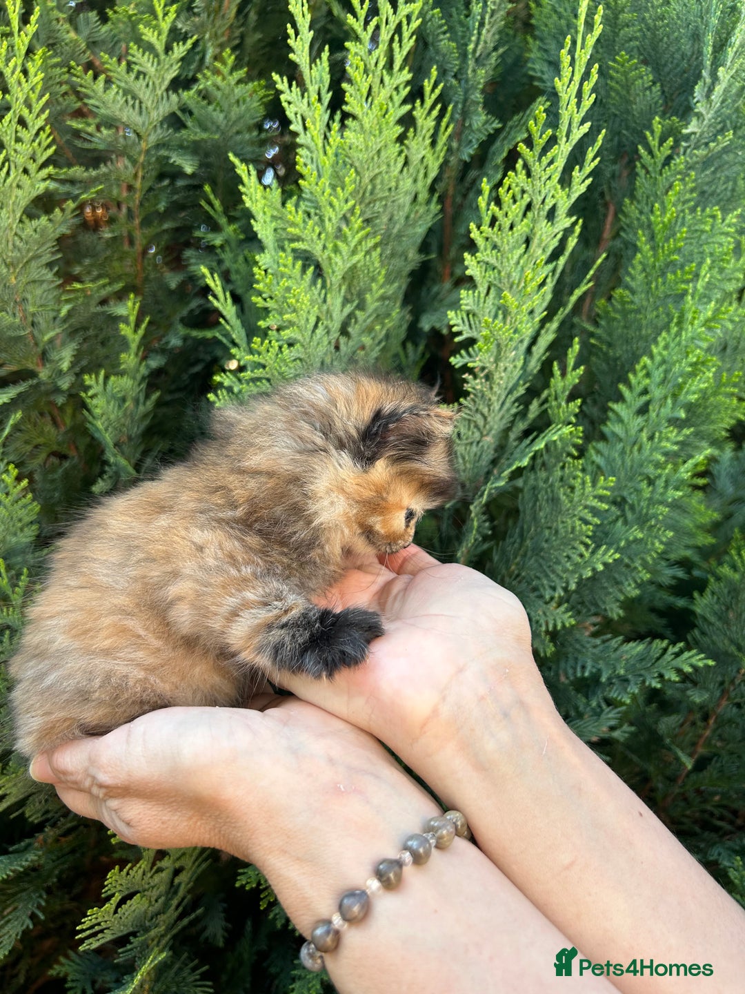 Scottish Fold cats for sale: Adorable Scottish Fold Mix Kittens - Image 13