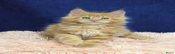 Maine Coon cats for sale: Affectionate pedigree boys  - Advert 7
