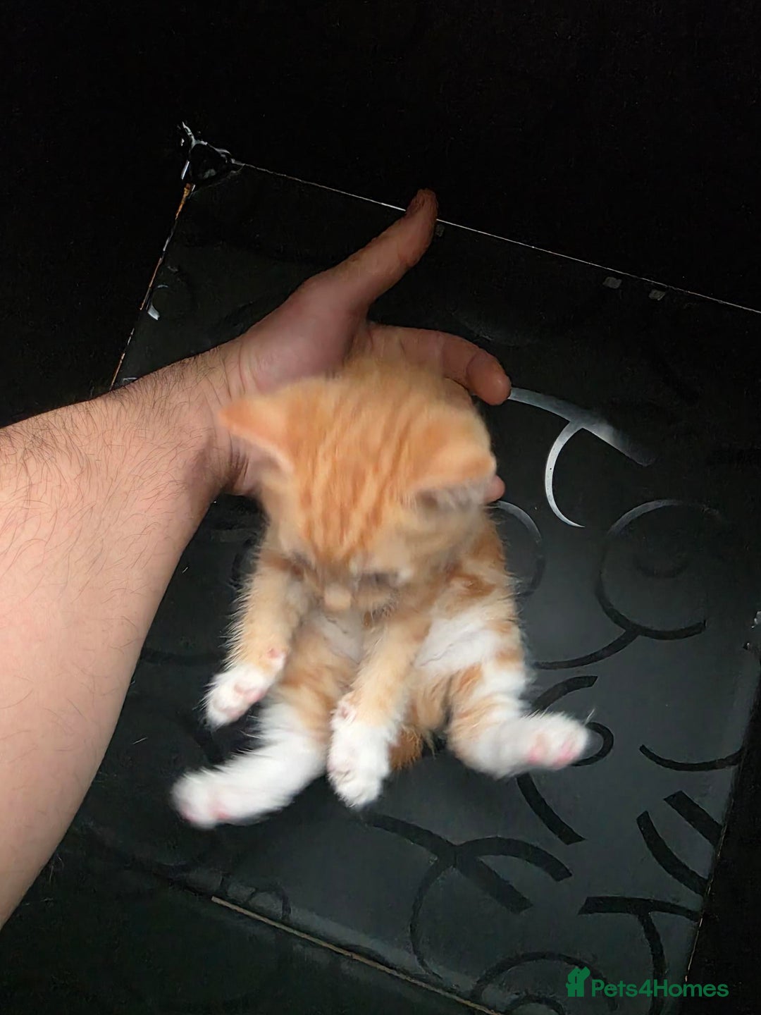 British Shorthair cats for sale: Rare ginger females. 1 male. British shorthair - Advert 24