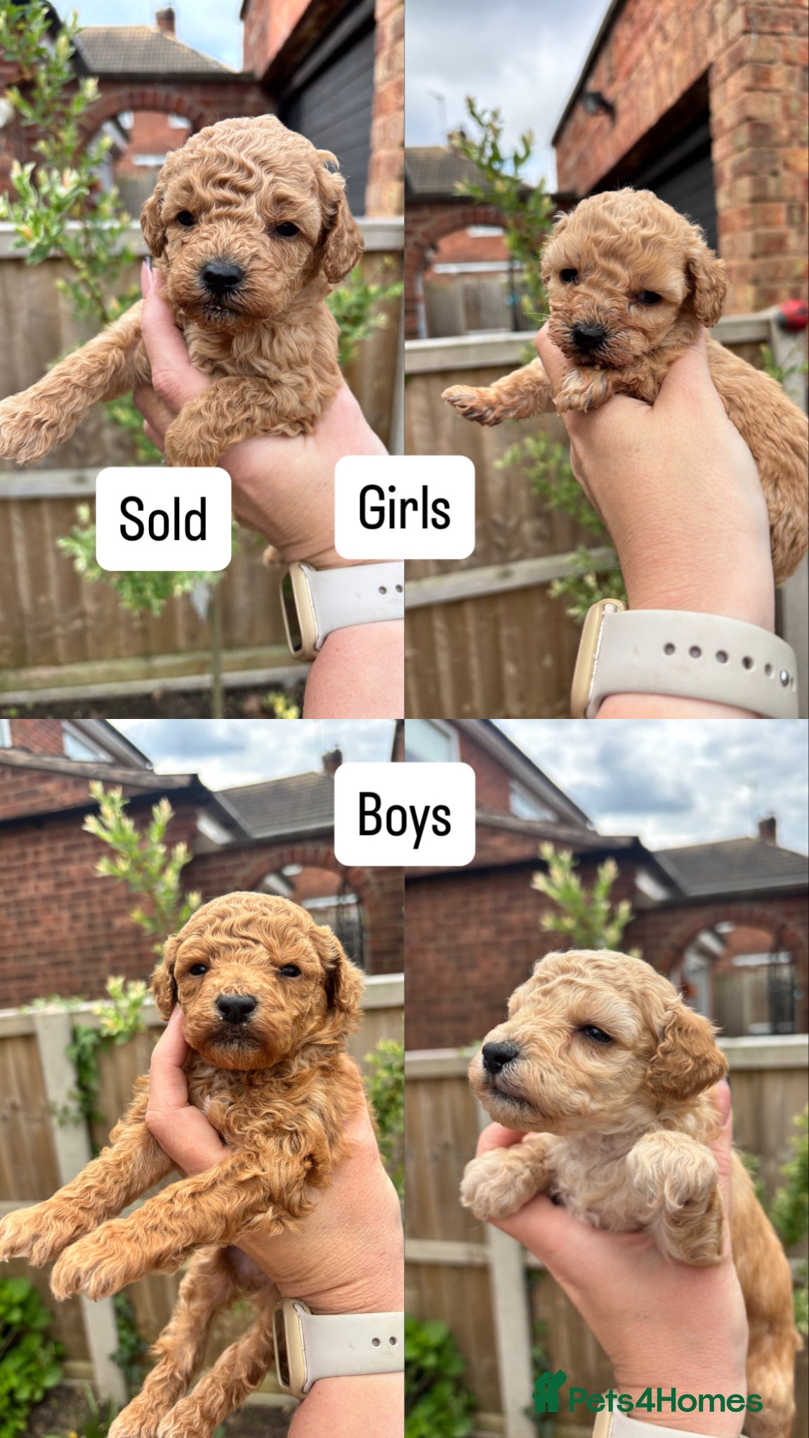 Toy Poodle dogs Beautiful Litter of Toy Poodle Pups  - Advert 3