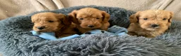 Cockapoo dogs for sale: Stunning red toy cockapoo puppies  - Advert 7