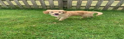 Golden Retriever dogs for sale: GOLDEN RETRIEVER PUPPY GIRL - Advert 3