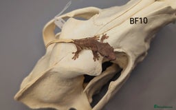 Gecko reptiles for sale: Red Phantom Lily White Crested Gecko CB25  - Image 3