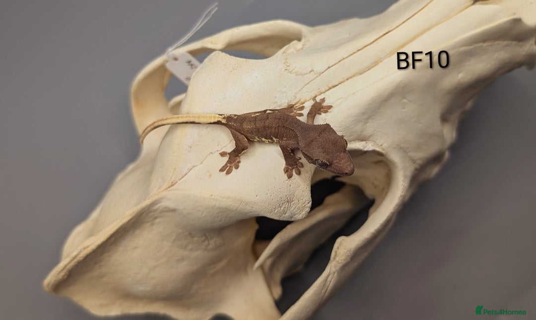 Gecko reptiles for sale: Red Phantom Lily White Crested Gecko CB25  - Image 3