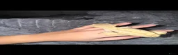 Lizard reptiles for sale: Lilly white Male to go in Basildon - Advert 4