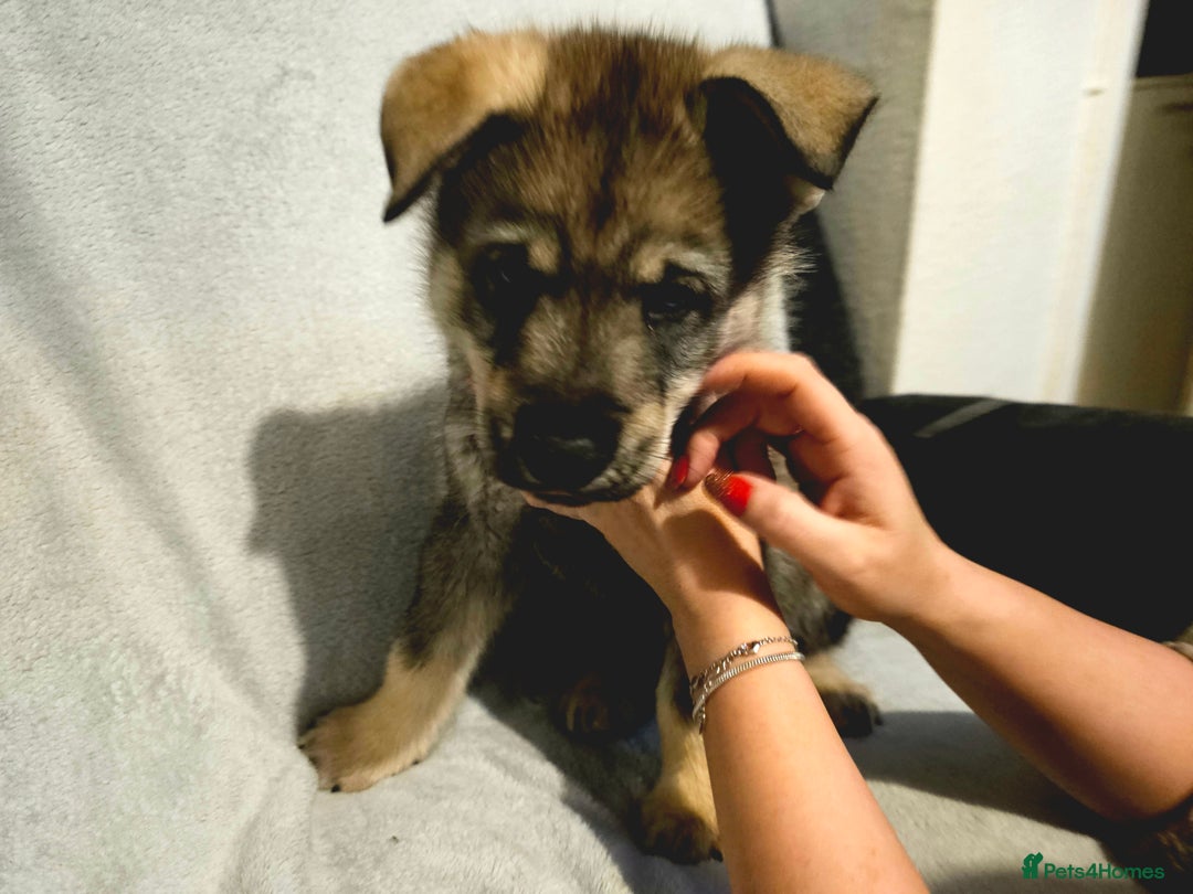 Utonagan dogs for sale: Utonagan Puppies for Sale – Born on Halloween! - Advert 3