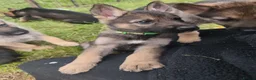 Mixed Breed dogs for sale: German Shepherd x Husky/Northern Inuit Puppies - Advert 12