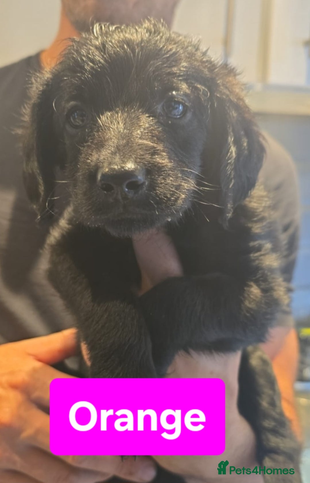 Double Doodle dogs for sale: Adorable Double Doodle puppies from family home - Image 4