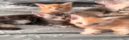 Maine Coon cats for sale: 3 x beautiful Mainecoon kittens in Colchester - Advert 6
