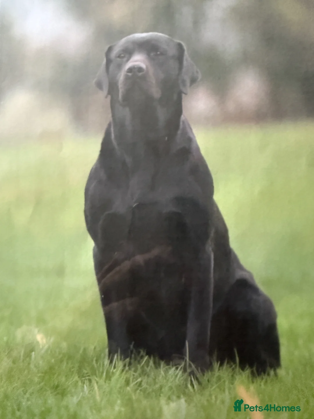 Labrador Retriever dogs for sale: Mixture of Black/White Cream Labrador Puppies  - Advert 3