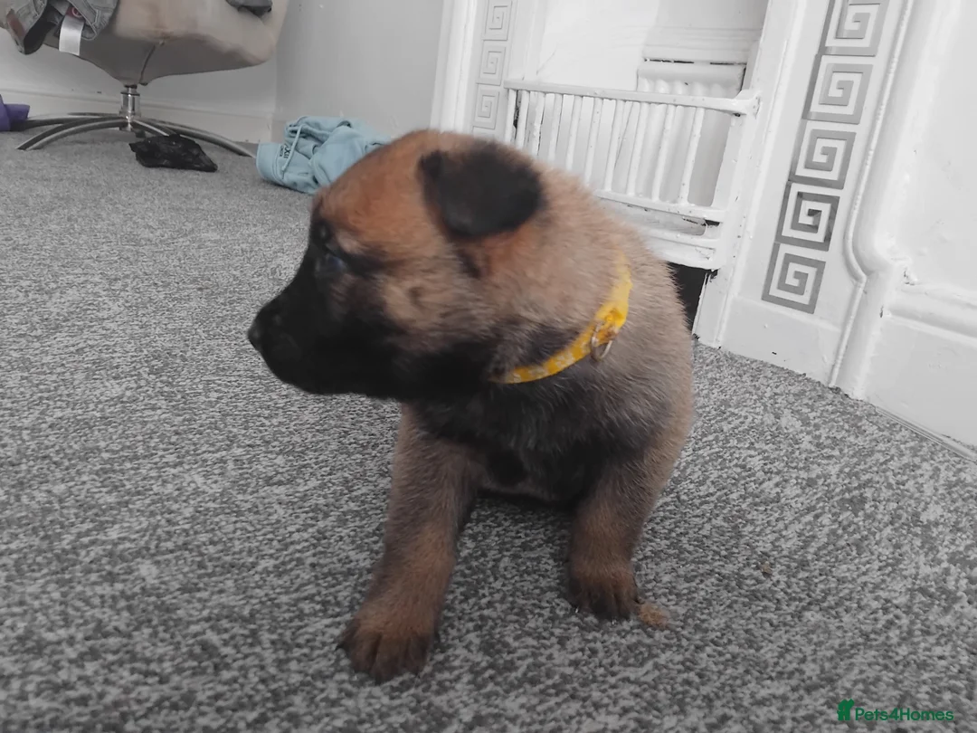 German Shepherd dogs for sale: German shepherd Puppies - Advert 3