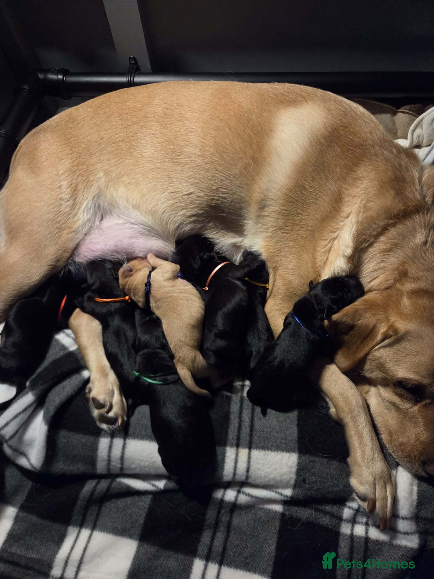 Labrador Retriever dogs 9 Labrador KC registered Puppies - Advert 2