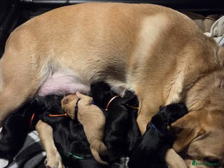 Labrador Retriever dogs 9 Labrador KC registered Puppies - Advert 16