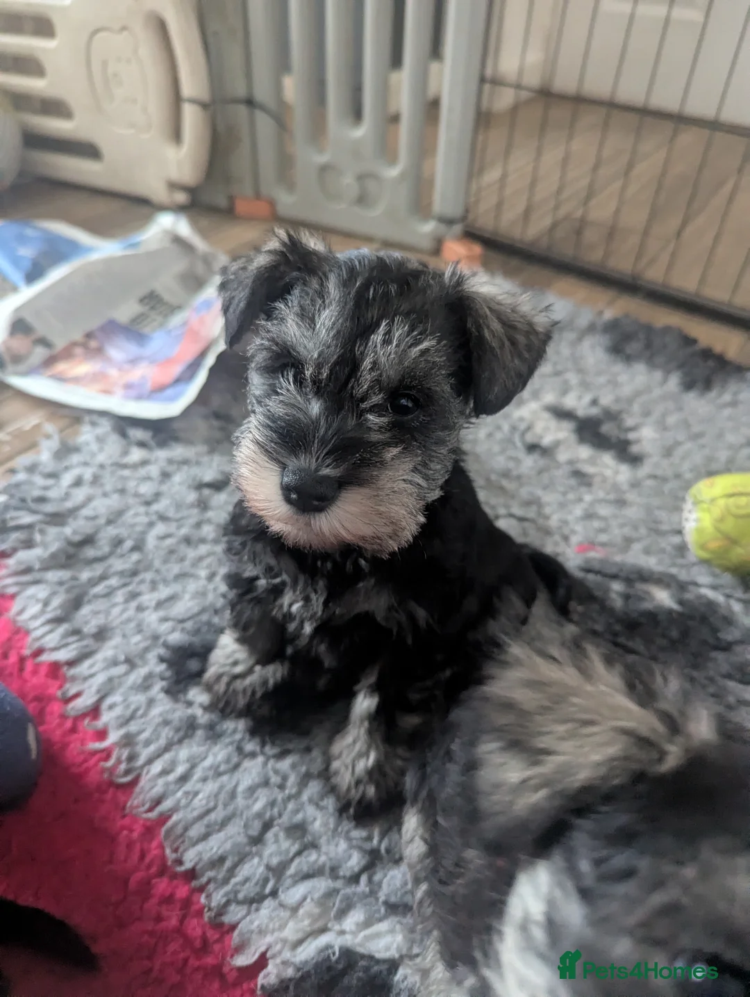 Miniature Schnauzer dogs for stud: Fully health tested, KC reg stud - Advert 23
