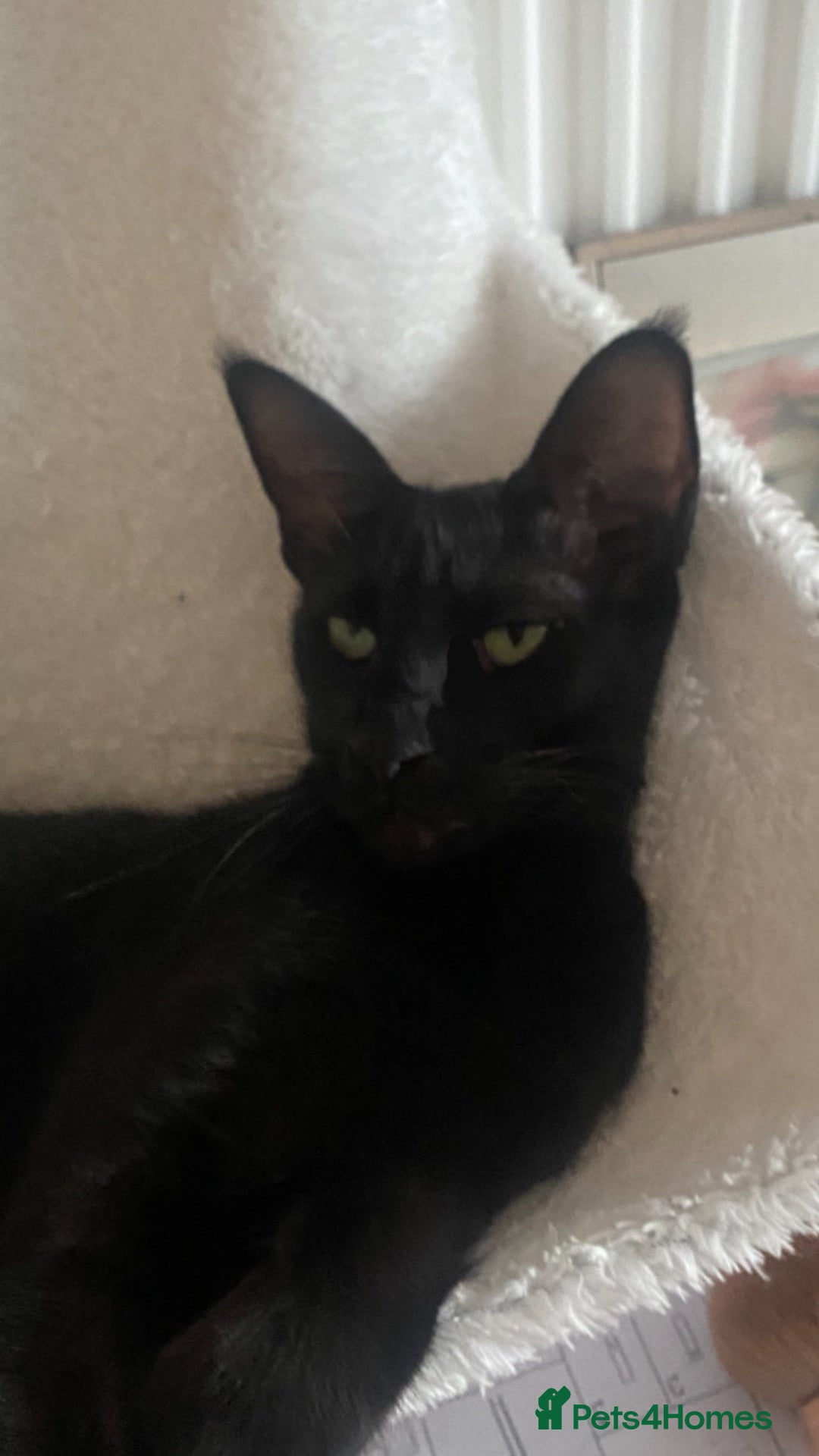 Mixed Breed cats for sale: Oriental/ Siamese  - Advert 3