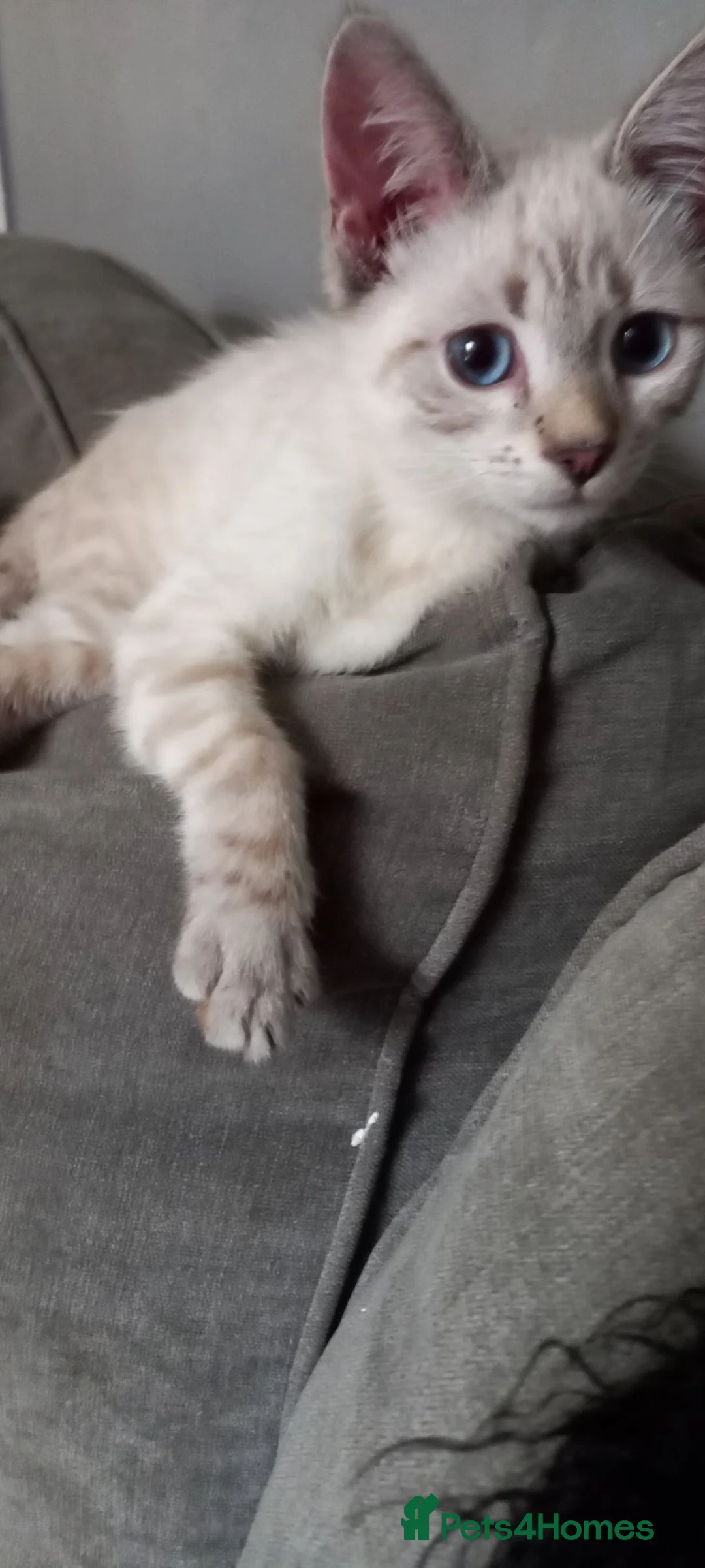 Mixed Breed cats for sale: Siberian X Bengal - Advert 2
