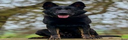 German Shepherd dogs for stud: EXCEPTIONAL BI COLOUR MALE  - Advert 2