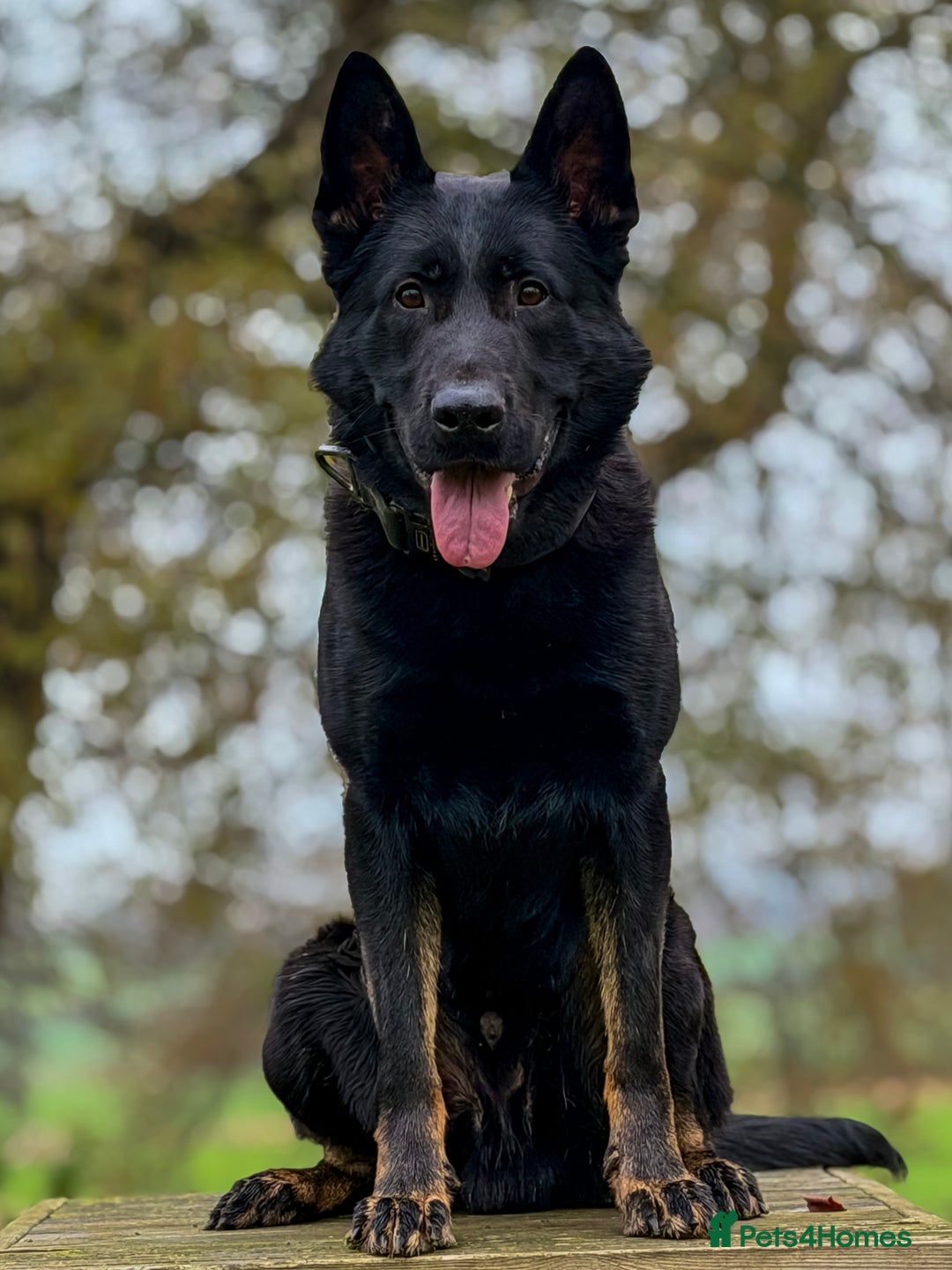 German Shepherd dogs for stud: EXCEPTIONAL BI COLOUR MALE  - Advert 2