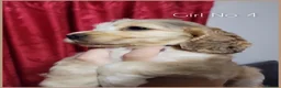 Cocker Spaniel dogs for sale: KC Sired Show Cocker Spaniels puppies| Champ Lines - Advert 11