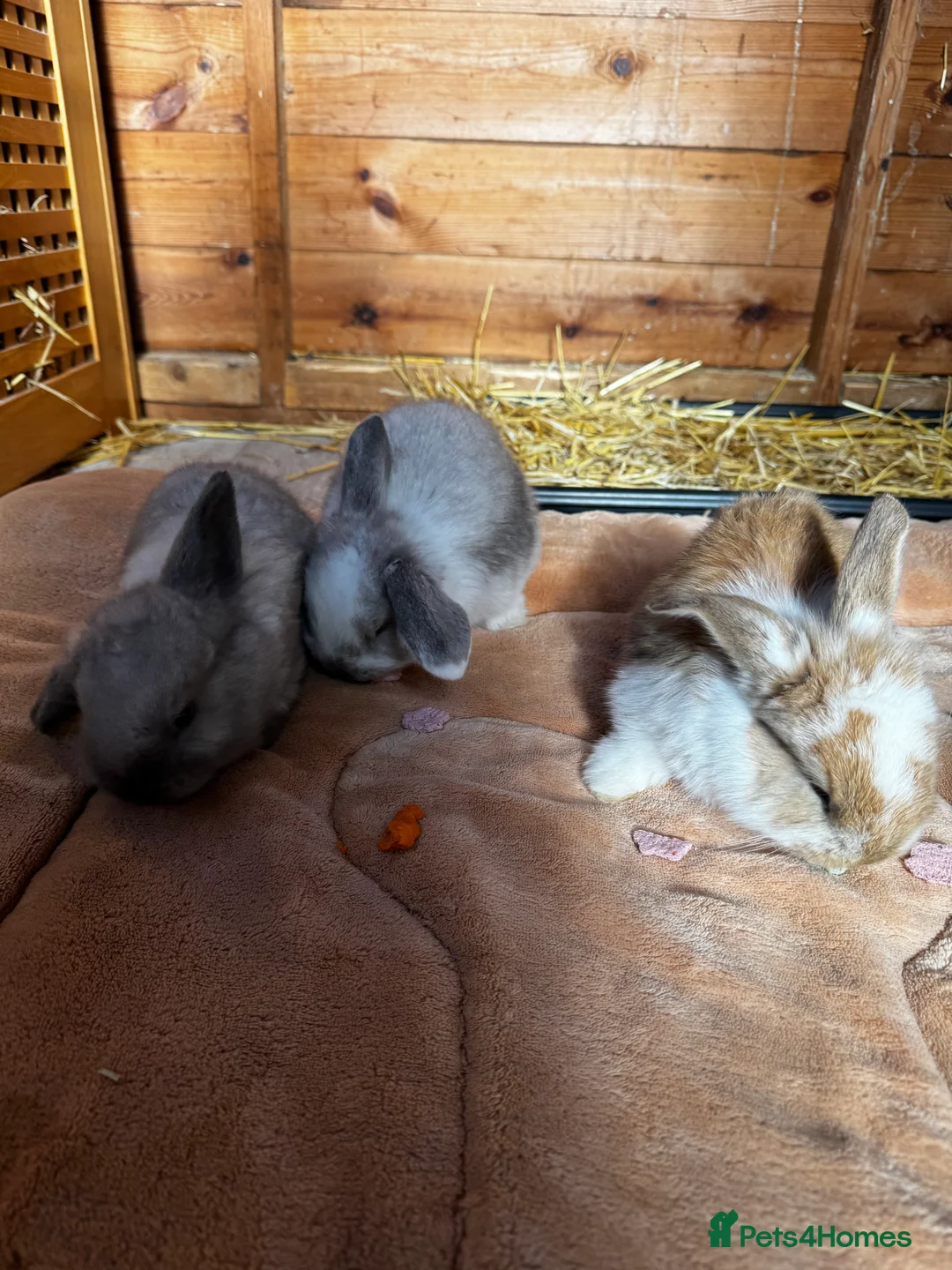 French Lop rabbits for sale: 🩷Pure bred French lop kits🩵 - Advert 8