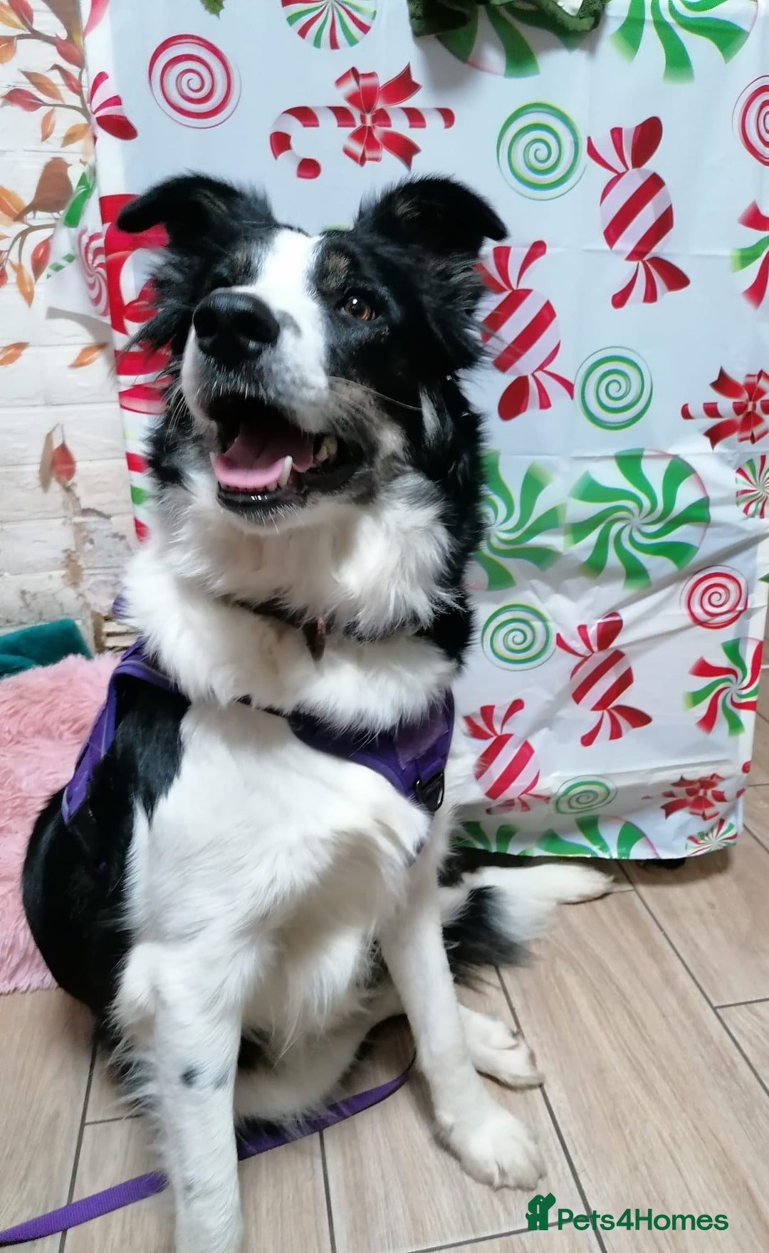 Border Collie dogs for adoption: ❤️Millie fabulous  18-month-old Border Collie ❤️ - Advert 2