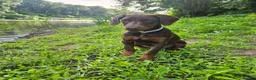 Dobermann dogs for sale: 🐕🐾 KC'D Superb little Girl Ready Now! 🏆 🐾 - Advert 9