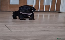 Miniature Dachshund dogs for sale: ..Miniature dachshunds 1 Girl 1BOY READY TO LEAVE  in Ellesmere Port - Image 28