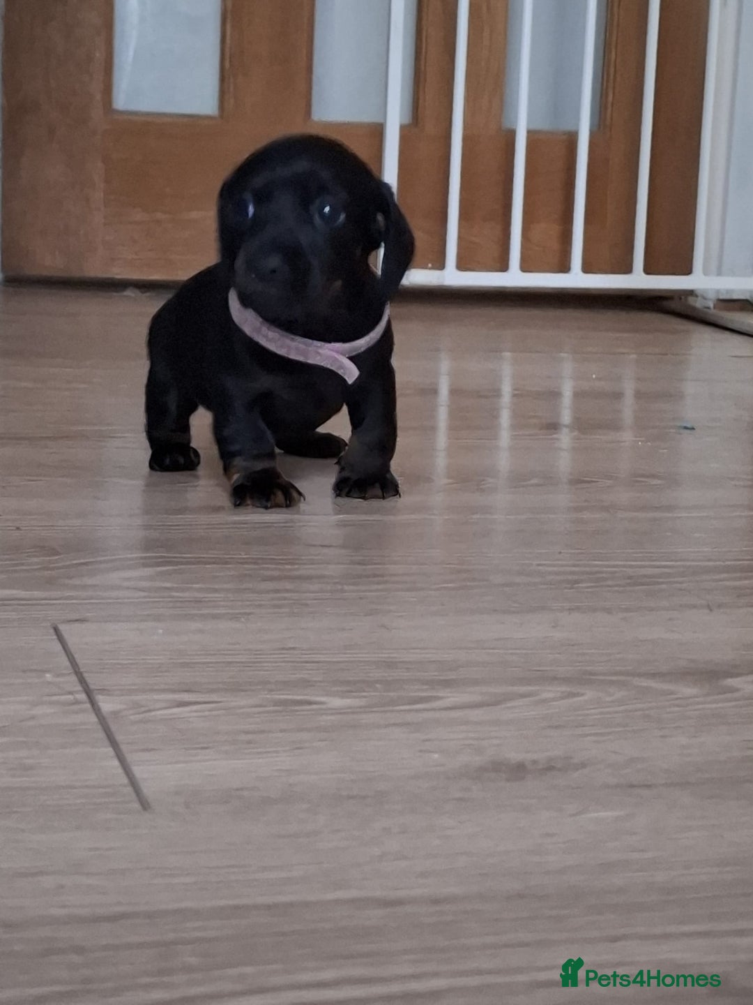 Miniature Dachshund dogs for sale: ..Miniature dachshunds 1 Girl 1BOY READY TO LEAVE  in Ellesmere Port - Image 28