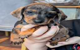 Miniature Dachshund dogs for sale: Wire X smooth mini dachshunds - Image 10