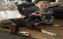 Boxer dogs for stud: Beautiful Dark Brindle Boxer|KC reg| Heart scored - Image 9