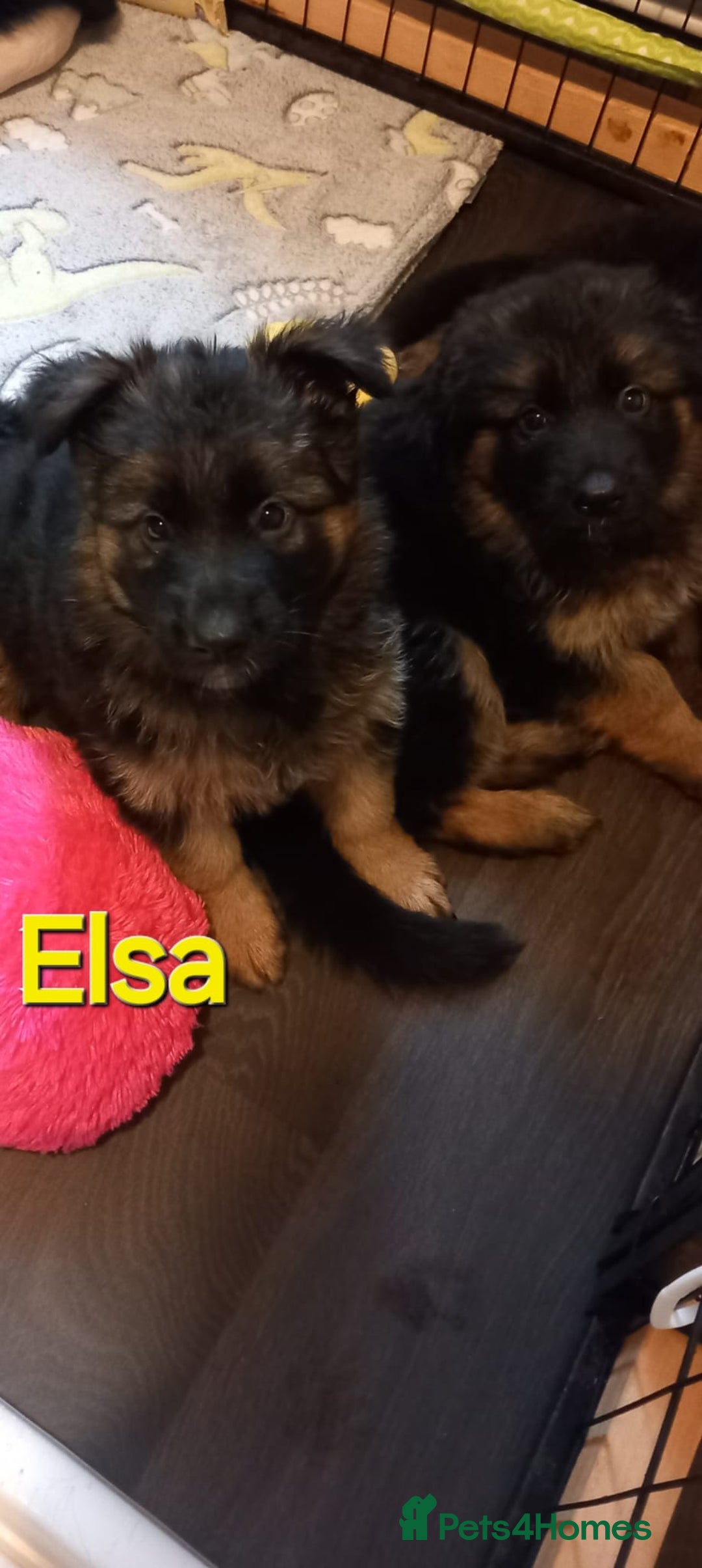German Shepherd dogs for sale: Excellent Long-Haired German Shepherd Puppies-KC - Advert 16