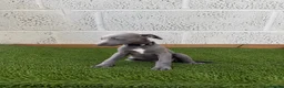 Whippet dogs for sale: Whippet puppies in Wisbech - Advert 3
