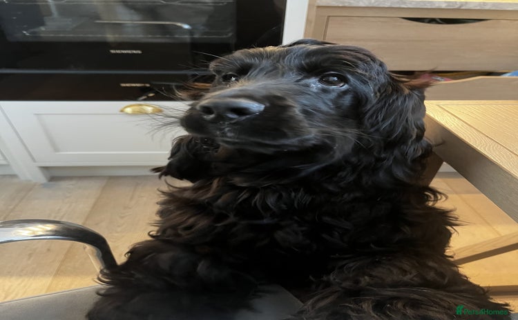 Cocker Spaniel dogs - Advert 9