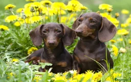 Miniature Dachshund dogs for sale: 3 Chocolate and Tan Kc Parents - Image 1
