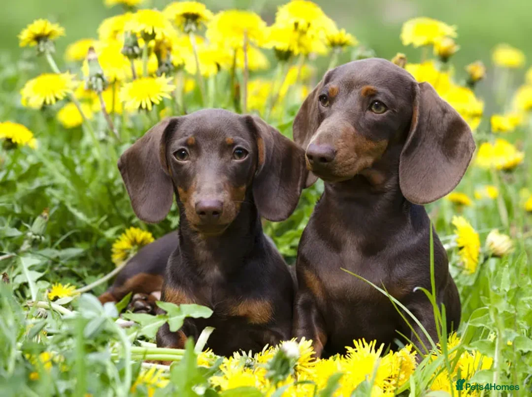 Miniature Dachshund dogs for sale: 3 Chocolate and Tan Kc Parents - Image 1