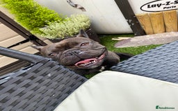 French Bulldog dogs for sale: Rehoming - 8 year old French Bulldog - Image 13