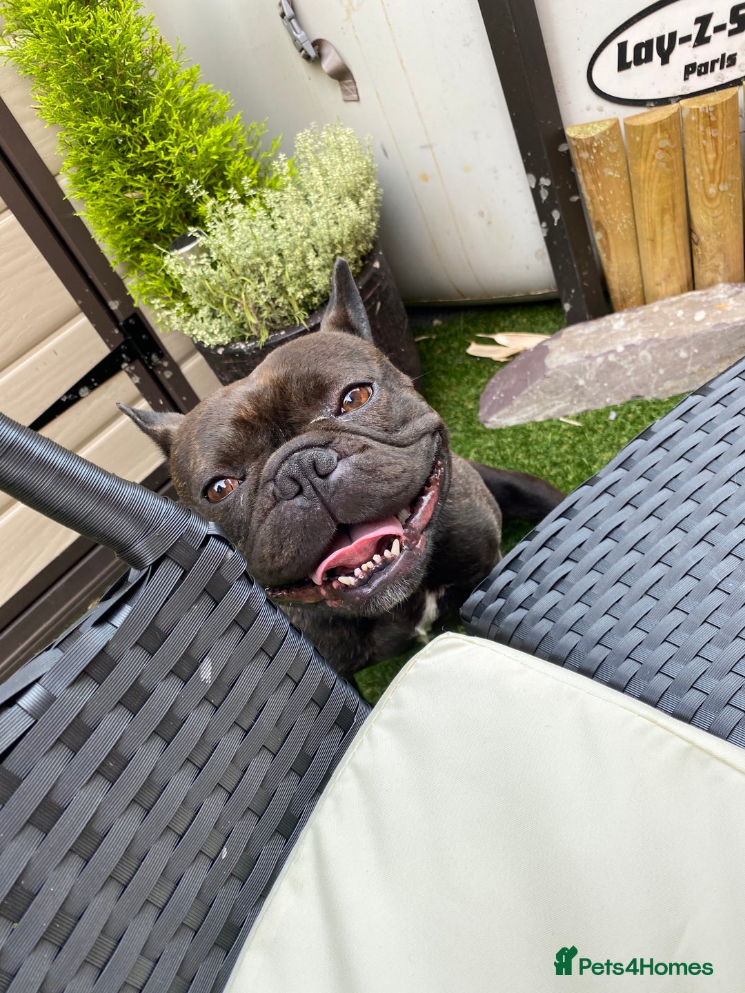French Bulldog dogs for sale: Rehoming - 8 year old French Bulldog - Image 13