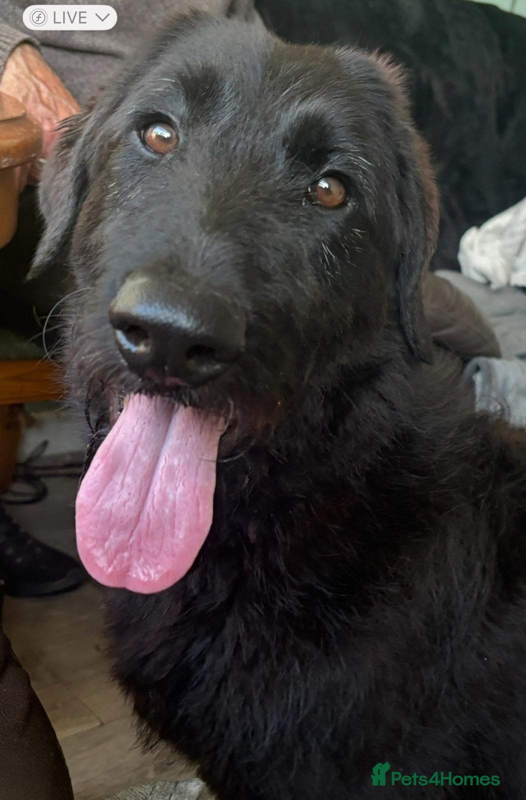 Mixed Breed dogs Shepadoodle puppies for sale  - Advert 1