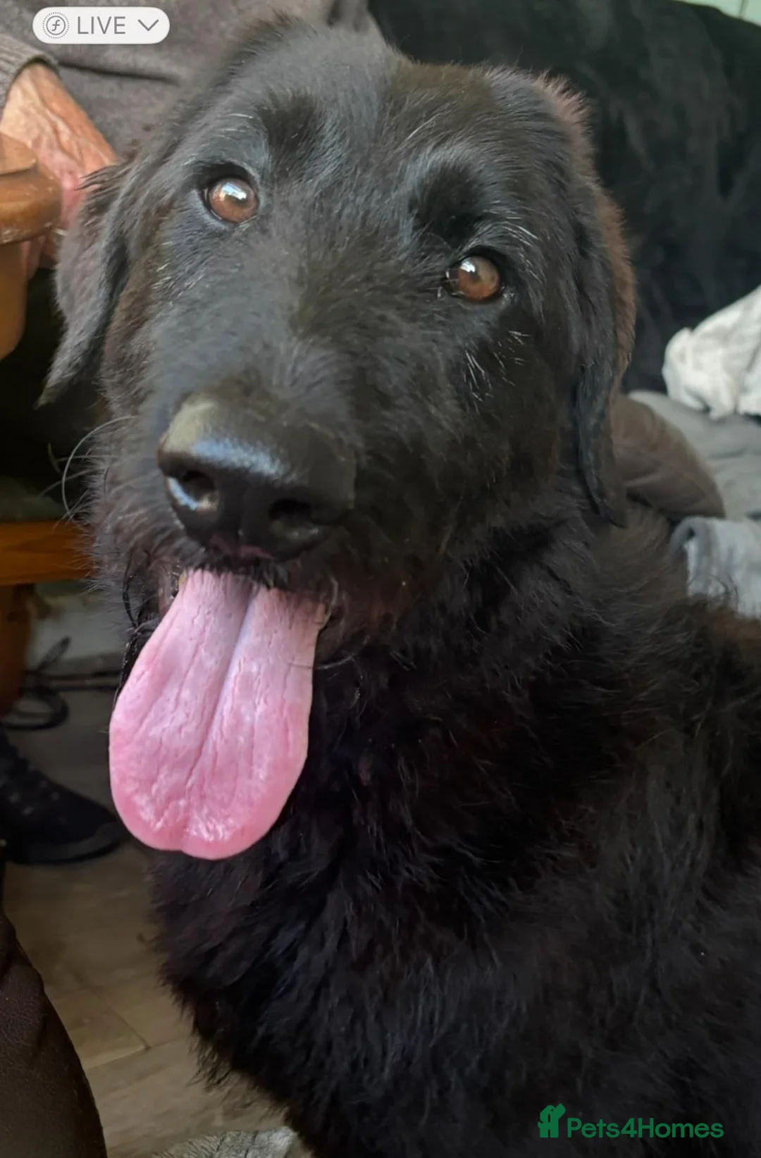 Mixed Breed dogs for sale: Shepadoodle puppies for sale  in Boston - Advert 1