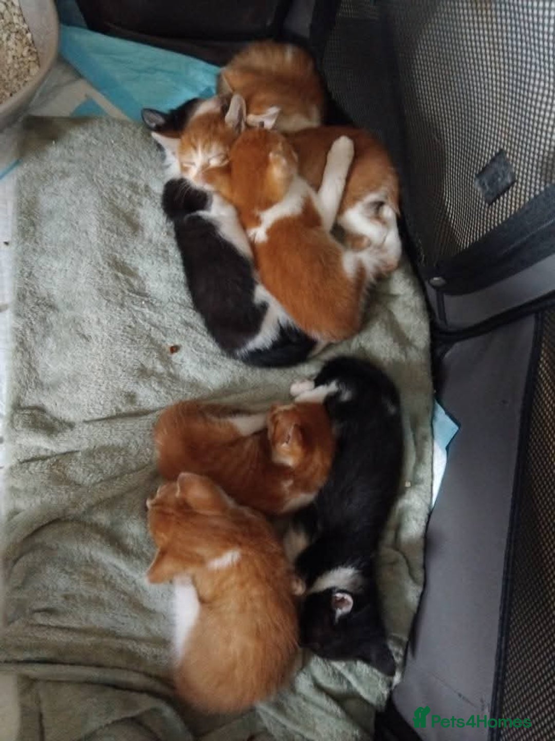 Mixed Breed cats for sale: 7 beautiful male kittens - Image 5