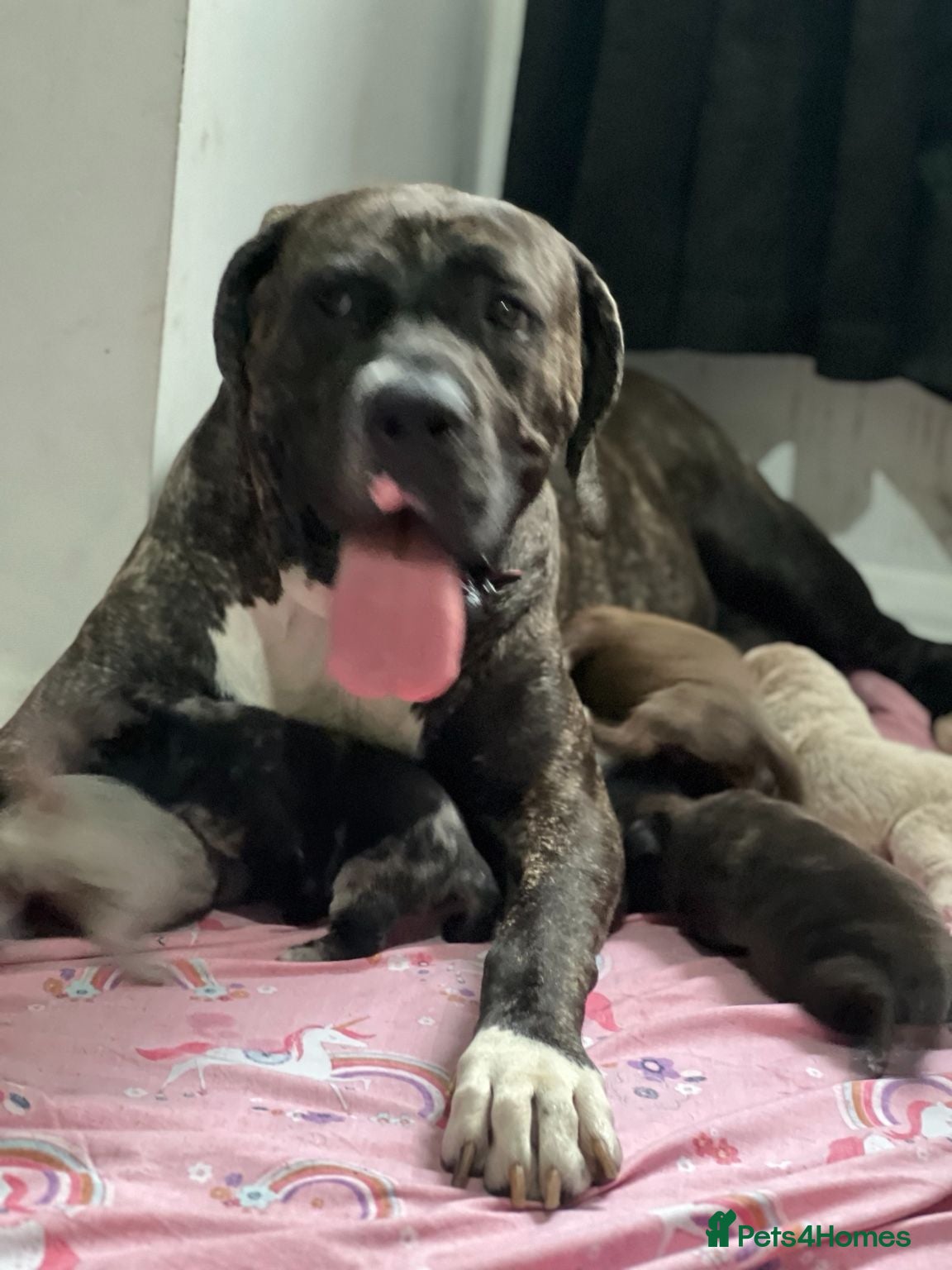 Bandog dogs Bandogge Puppies – Big, Loving Gentle Giants - Advert 1