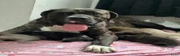 Bandog dogs for sale: Bandogge Puppies – Big, Loving Gentle Giants in Enfield - Advert 1