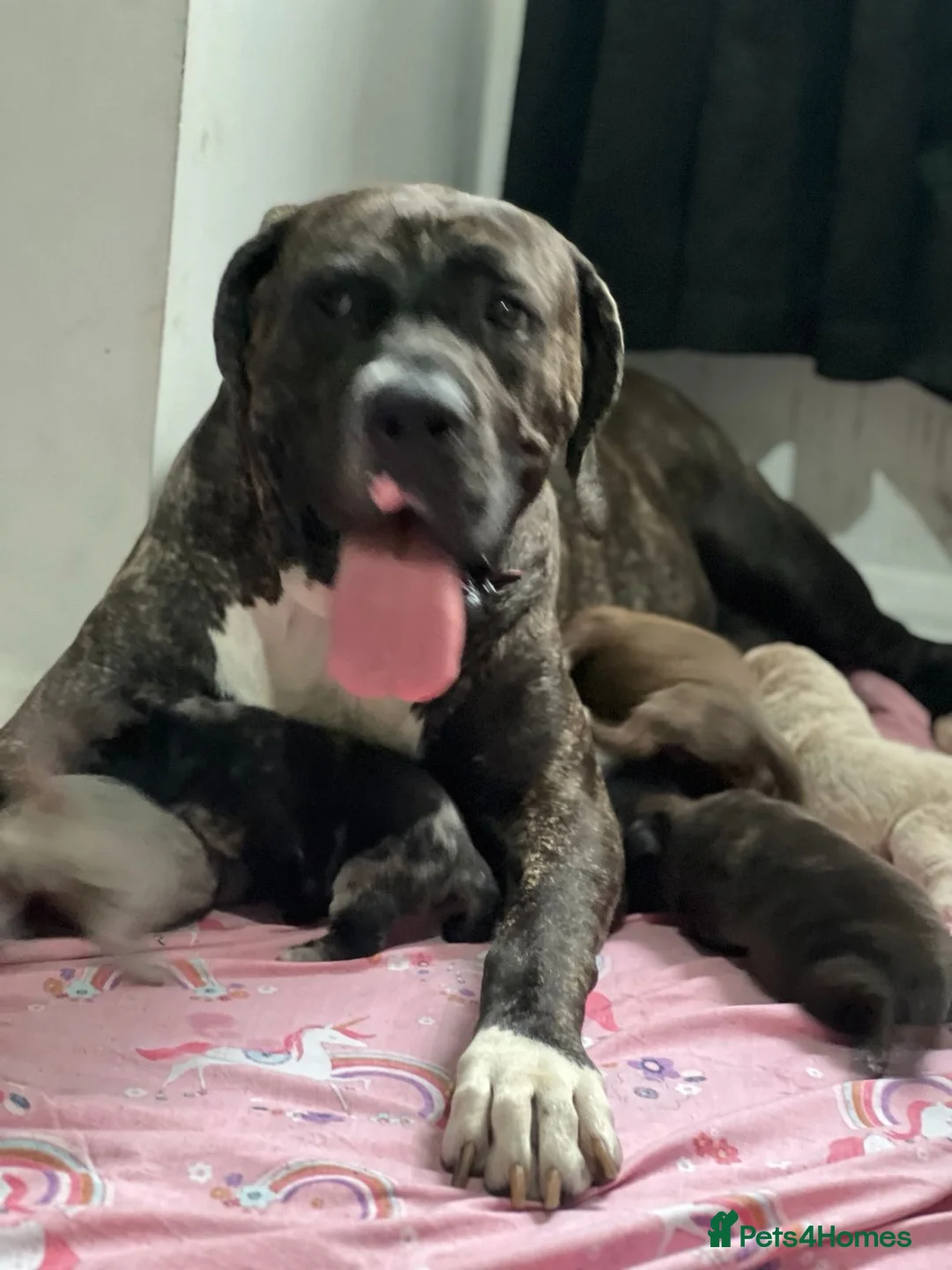 Bandog dogs for sale: Bandogge Puppies – Big, Loving Gentle Giants in Enfield - Advert 1
