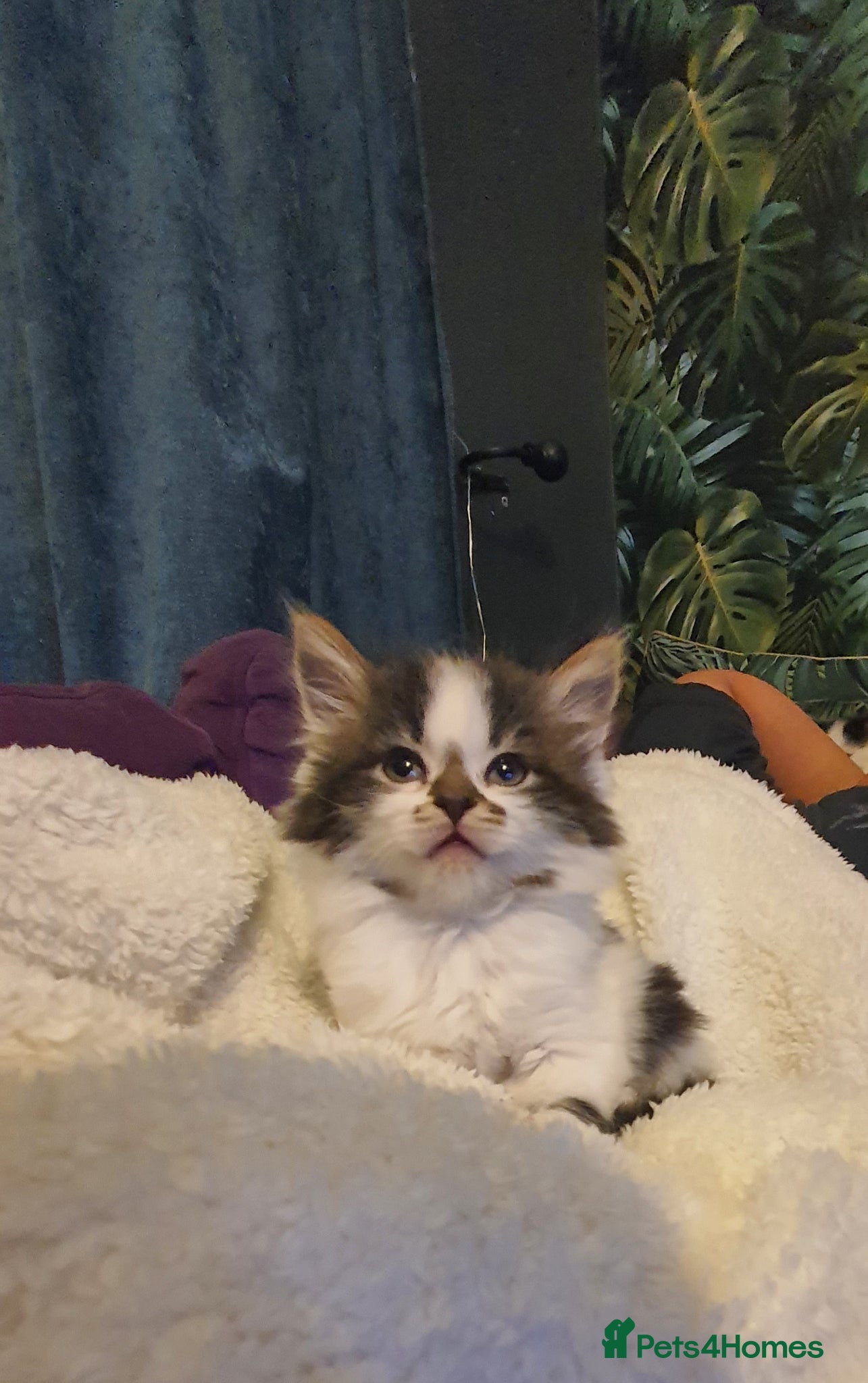 Persian cats Adorable Persian Cross Kittens - Advert 2