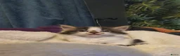 Persian cats for sale: Adorable Persian Cross Kittens - Advert 8