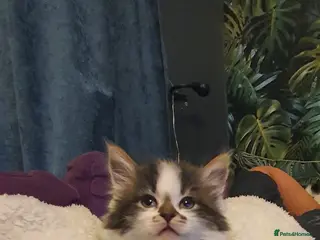 Persian cats Adorable Persian Cross Kittens - Advert 3