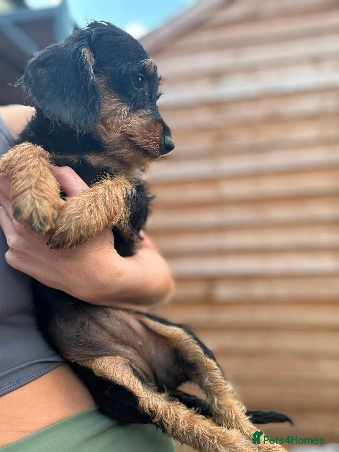 Doxiepoo dogs for sale: puppy  - Advert 7