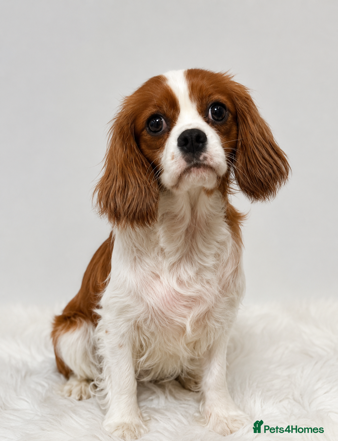 Cavapoo dogs Stunning Apricot/Red Cavapoo Puppies Available ♥️ - Advert 1
