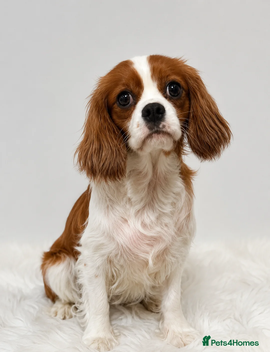 Cavapoo dogs for sale: Stunning Apricot/Red Cavapoo Puppies Available ♥️ - Advert 2