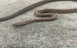 Corn Snake reptiles for sale: 1 Year old Male Corn Snake with Full Set Up - Image 5
